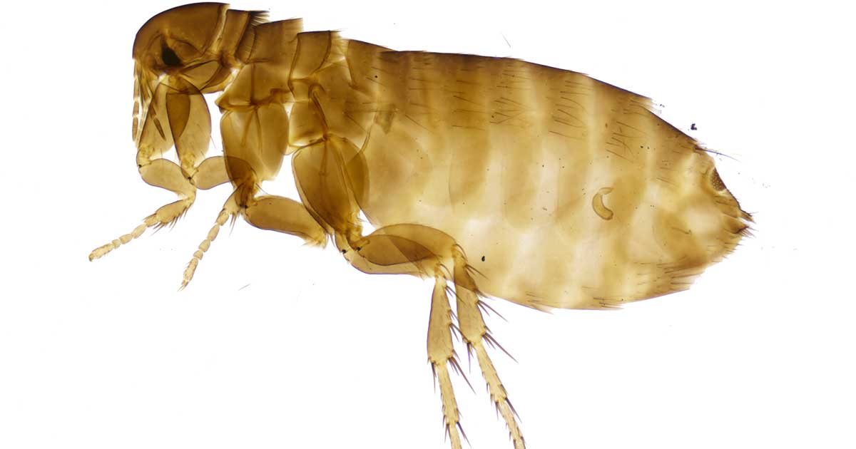 Ectoparasites – deciding on best treatment for individual animals | Vet Times Ectoparasites – deciding on best treatment for individual animals | Vet Times