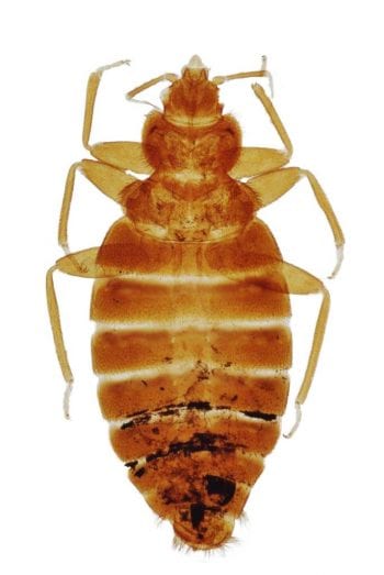 Figure 3. The anterior part of the common bed bug, Cimex lectularius. Image: Daktaridudu /Wikimedia Commons