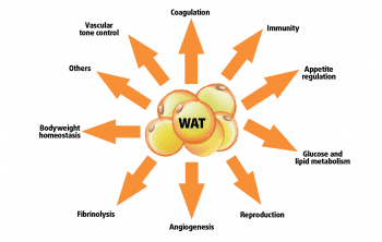 Figure 1. The important roles of white adipose tissue (WAT) can be summarised (modified from Coelho et al, 2013). Image: designua / Adobe Stock