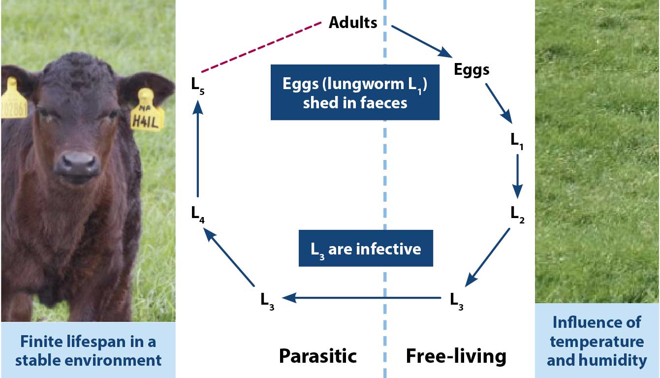 Figura 1. Representación esquemática de los ciclos de vida directos de los nematodos gastrointestinales y los gusanos pulmonares Dictyocaulus.