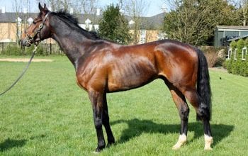 A horse pre-treatment for gut health issues.
