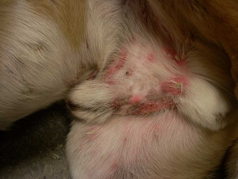Figure 3a. The clinical presentation of this nine-year-old male cross-breed dog is suggestive of pemphigus foliaceus (ventral abdomen with multiple intact pustules spanning several hair follicles).