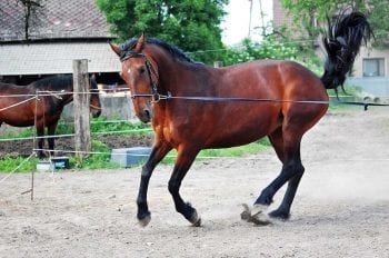 Rebound behaviour, due to prolonged confinement, can be dangerous for handlers and potentially cause or worsen injury.