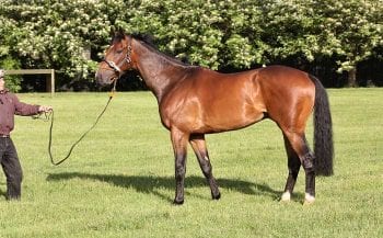 The same horse as above post-treatment.