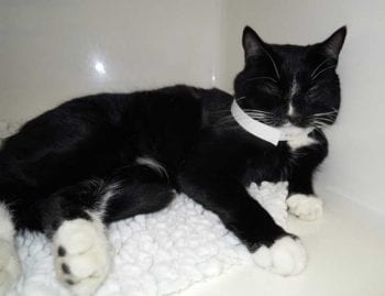 Figure 1a. A cat with iliac thrombosis showing signs of pain: eyes closed, withdrawn, reluctant to move, hunched up posture.