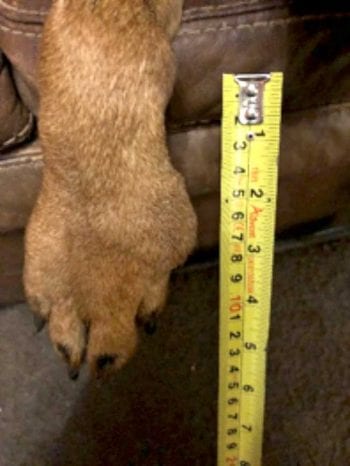 Figure 1. Firm swelling in the metacarpal area of the right foreleg.