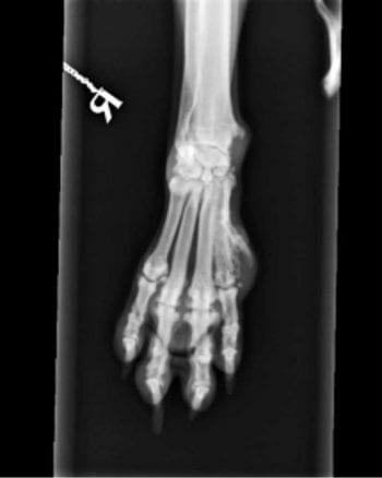 Figure 2. Dorsoventral radiograph of the right foreleg showing osteolysis and osteoproliferation of the second metacarpal.