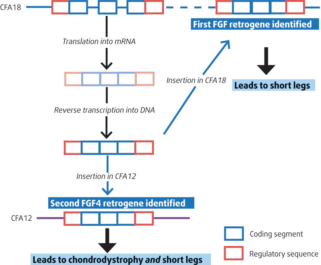 <strong>Figure 7</strong>. The fribroblast growth factor (FGF) 4 gene is located on chromosome 18 (CFA18). Retrotransposition of this parental FGF4 gene into a “retrogene” involves two steps: (i) a translation into messenger RNA (mRNA); (ii) a reverse transcription into DNA. The first retrogene identified has been located in CFA18 and explains the short legs. However, this retrogene, in that location, could not explain the chondrodystrophic phenotype in all breeds. The second retrogene, identified later, was located on CFA12, and explains the chondrodystrophic phenotype and the short legs in all breeds.