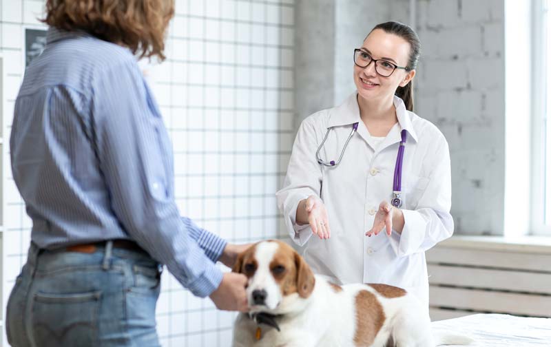 Vet consultation with pet owner and dog.