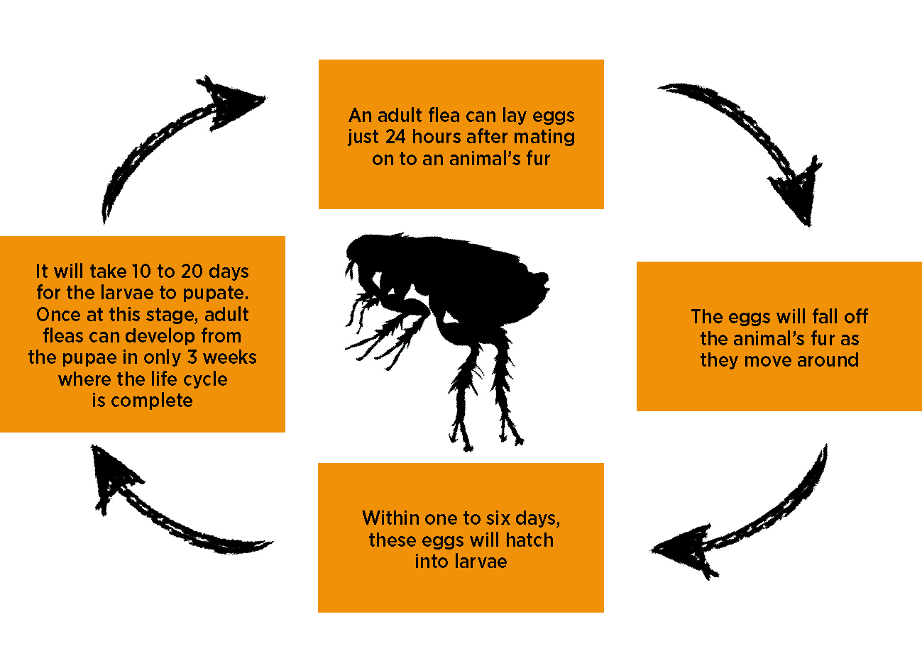 Figure 1. The flea reproductive cycle.
