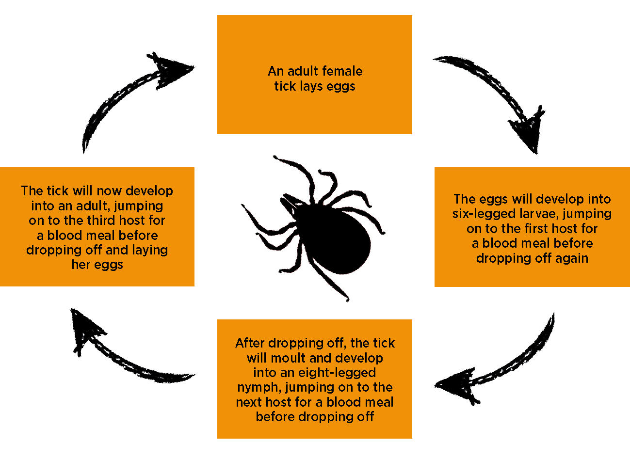 Figure 2. The tick life cycle.