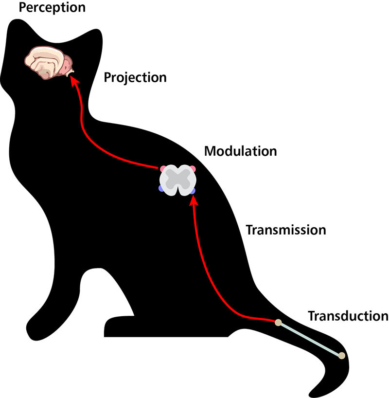 Figure 1. How pain signals move through the body (adapted from Muir [2009]).