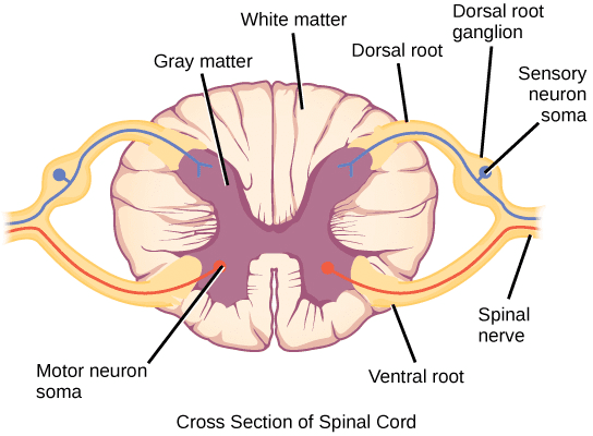 Figure 2. How the dorsal root ganglion supplies action potentials to the spinal cord. Image © CNX OpenStax / CC BY 4.0