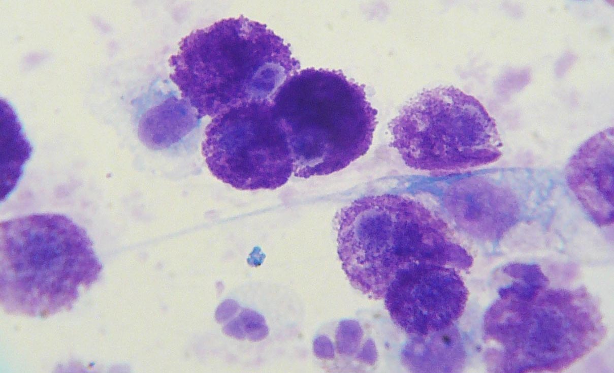 Cytology of a mast cell tumor from a Labrador Retriever (cropped) by Joel Mills (CC BY-SA 3.0)