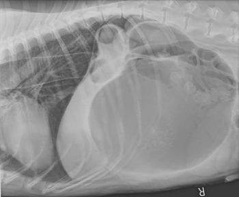 Figure 1. Right lateral radiograph of a German shepherd dog showing gastric dilatation and volvulus. Image: Anderson Moores Veterinary Specialists 