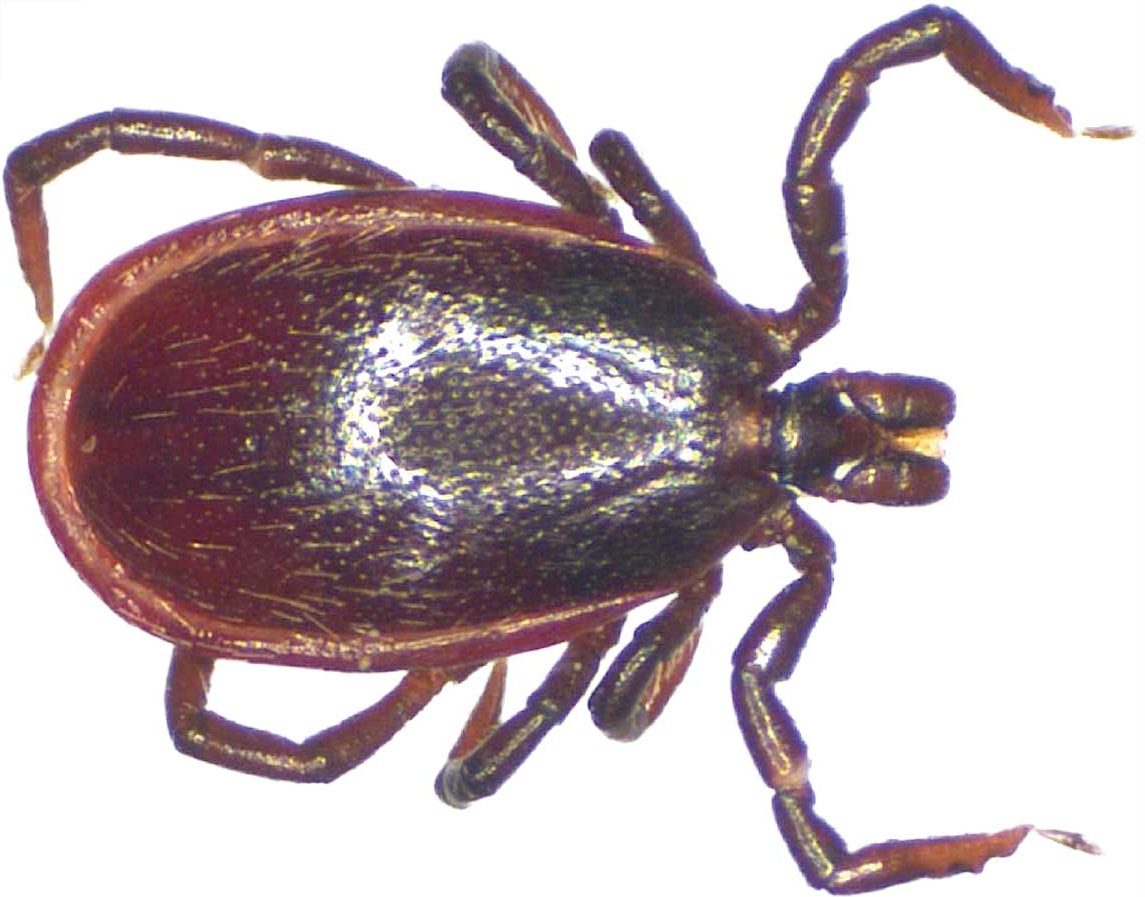 An adult male Ixodes ricinus tick. Image: Richard Wall, University of Bristol