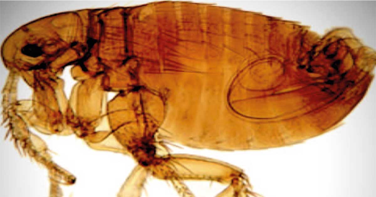 An adult male flea.