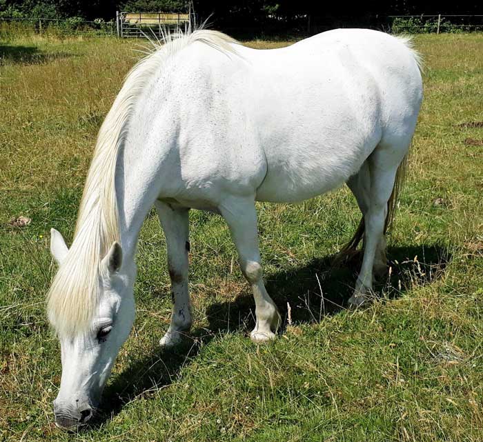 Figure 1. A geriatric horse maintained on long pasture.