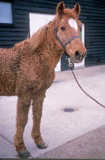 Figure 3. Geriatric horses with generalised hypertrichosis consistent with pituitary pars intermedia dysfunction.