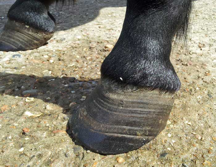 Figure 4. A geriatric horse with hoof changes consistent with recurrent laminitis.