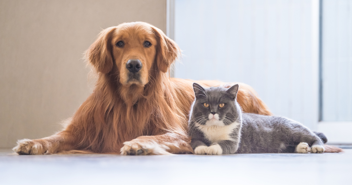 Understanding pet quarantine rules in Hong Kong Understanding pet quarantine rules in Hong Kong