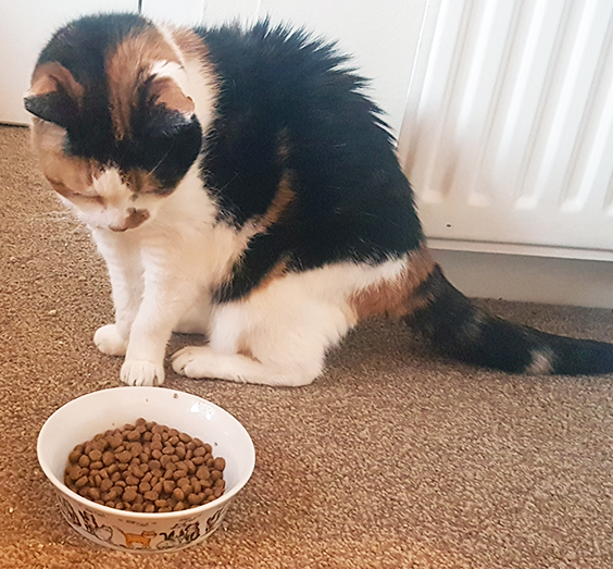 A 19-year-old cat that lives on an exclusively dry diet, despite only having three teeth remaining, showing cats do not necessarily need to bite or chew dry kibble.