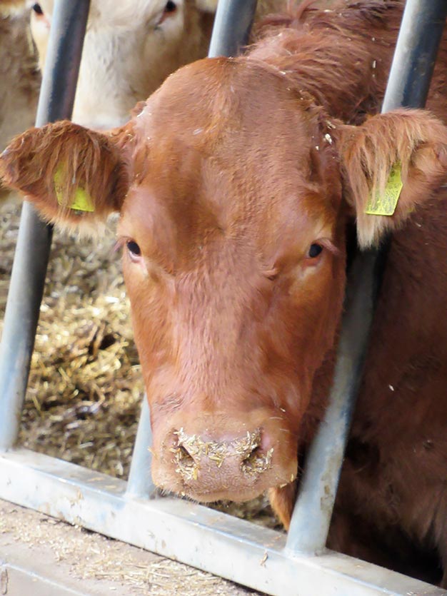 An 18-month-old Limousin-cross castrated male. Image © Jay Tunstall