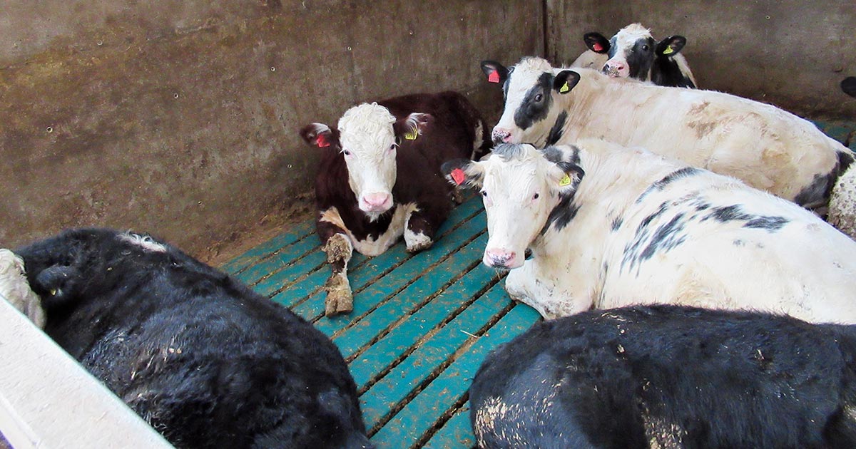 Finishing cattle on covered slatted flooring. Image © Jay Tunstall