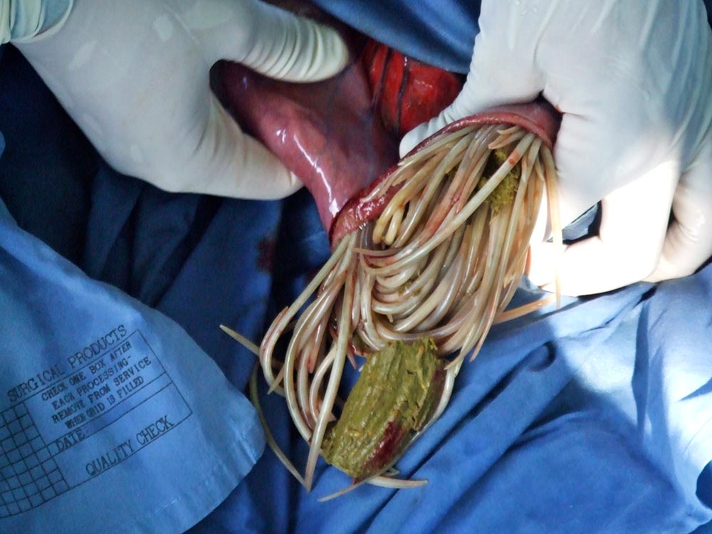 Figure 2. Impaction of the small intestine with a large burden of Parascaris equorum