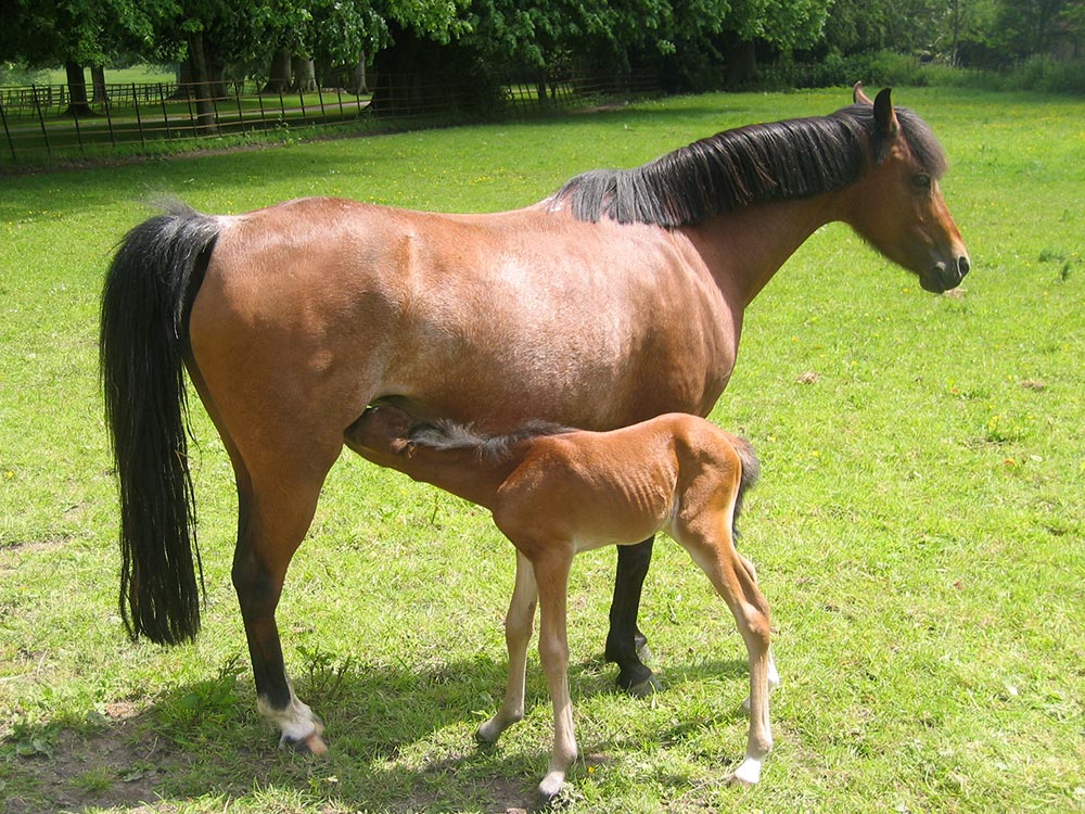Figure 5. Strongyloides westeri is a rare cause of colic in nursing foals
