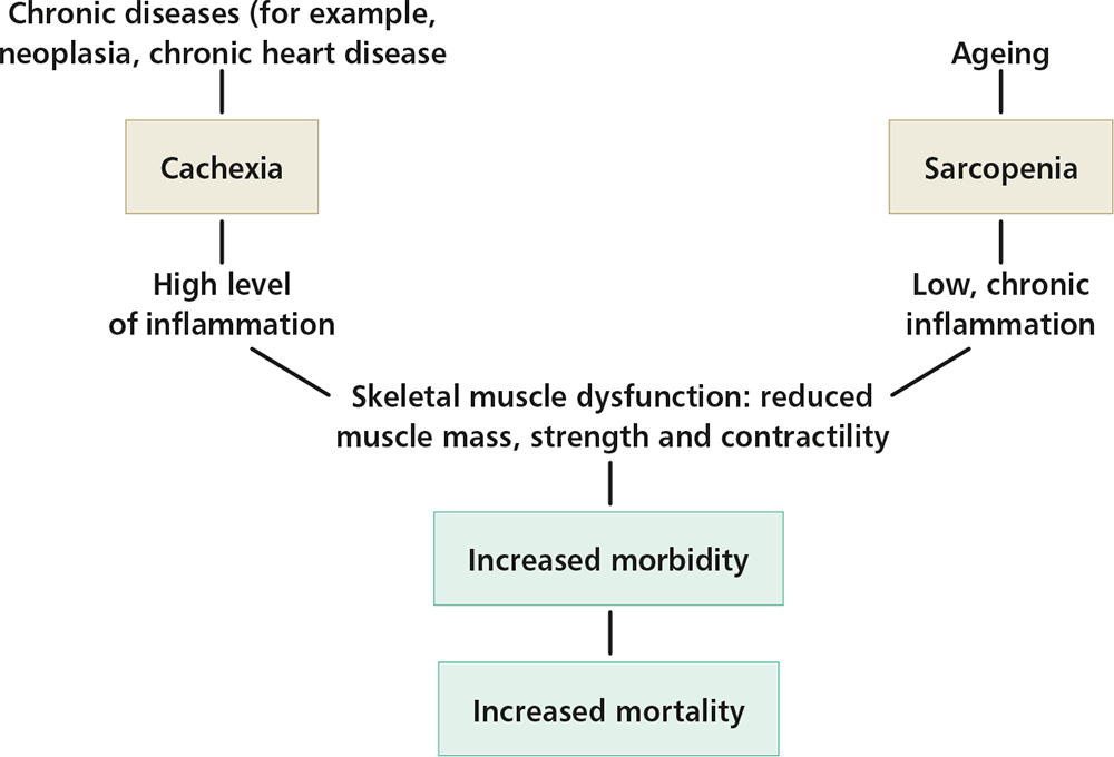 Figure 3. A simplified overview of cachexia and sarcopenia.