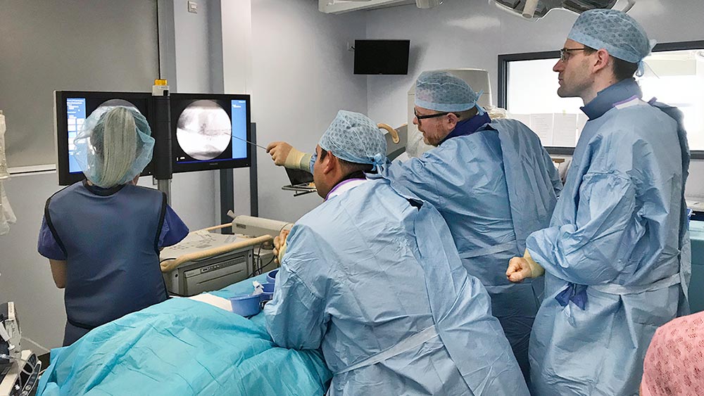 What Is Dog Liver Shunt