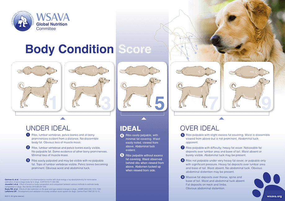 Body condition scores for dogs.