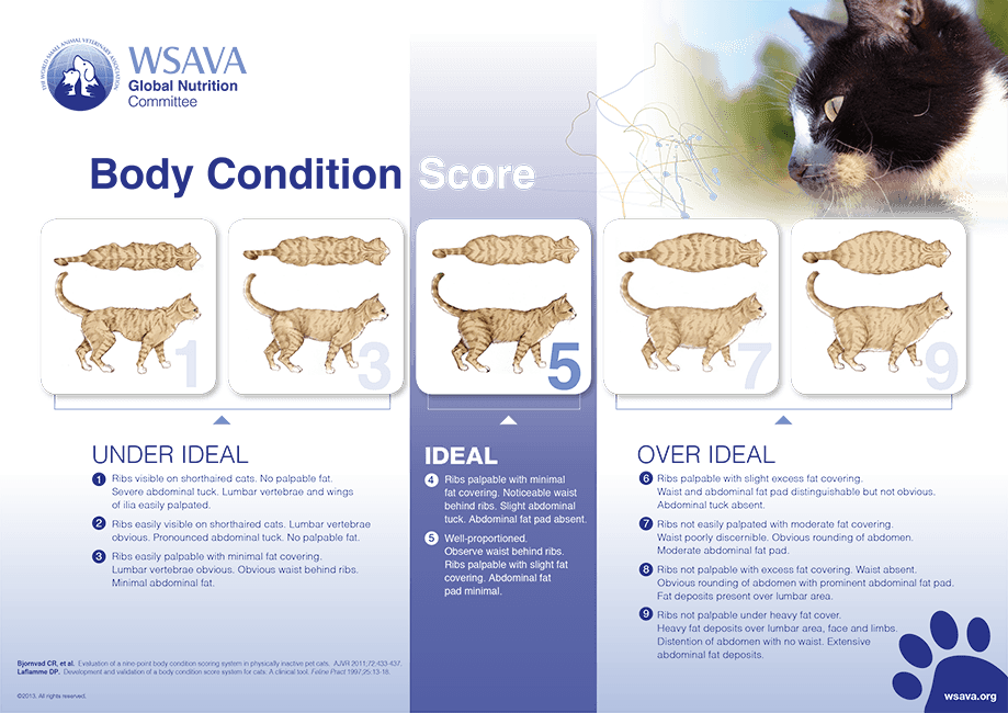 Body condition scores for cats.