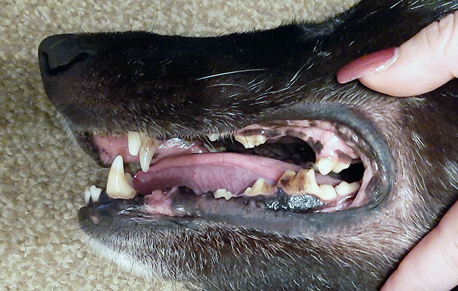 <strong>Figure 3.</strong> An eight-year-old German shepherd dog missing 208, removed as a result of a slab fracture obtained while/after chewing an antler.