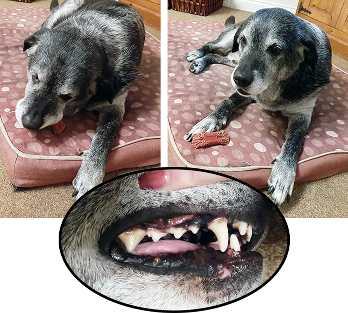 <strong>Top left:</strong> a 12-year-old Labrador retriever-rottweiler crossbreed dog enjoying a chew. <strong>Top right: </strong>helpful as they are in maintaining good dental hygiene, chews and other items such as this should not be left with an unattended dog. This chew needs to be replaced as it is now becoming too small and may be a choking hazard. You can see the indentations made by its teeth showing it is not too hard. <strong>Bottom:</strong> No professional cleaning has been performed on this same dog's teeth. It is on an exclusively dry diet, and enjoys chewing a variety of appropriate toys and chews.