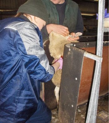 Figure 1. Blood sampling ewes in the final three to four weeks of pregnancy can provide information on the nutritional balance and engage farmers in proactive flock health planning.