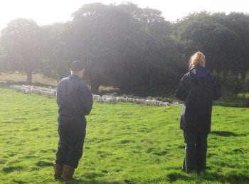 Figure 2. Exchanging knowledge with your client is a two-way process. You learn and appreciate all the hard work and passion that goes into sheep farming, and help them achieve their goals, while making sure animal health and welfare are kept a priority.
