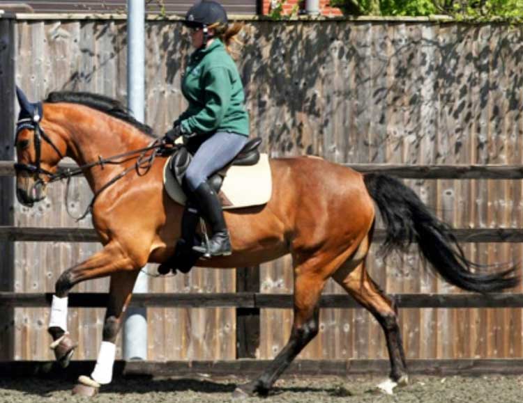 Figure 3. The same horse as Figure 2 in left lead canter, after infiltration of local anaesthetic solution around the sacroiliac joints. The lips are slightly separated, but the teeth are together. The eye expression was improved. The front of the head is in a vertical position. The tail swung gently and was not swished. The horse was no longer on three tracks.