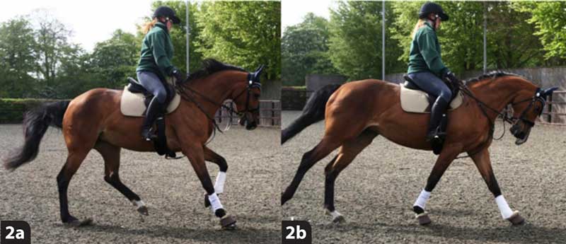 Figure 2. A seven-year-old Warmblood showjumper in left lead canter. In 2a, the mouth was open with exposure of the teeth for 10 seconds, it has an intense stare and the tail was swished repeatedly. In 2b, the front of the head was behind the vertical, the sclera is exposed and the horse has an intense stare. The horse was on three tracks when cantering in straight lines.