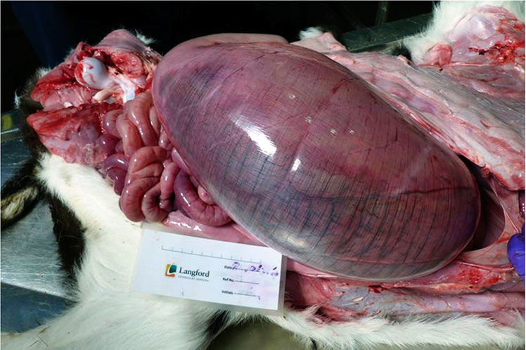 Figure 3. Marked distension of the abomasum.