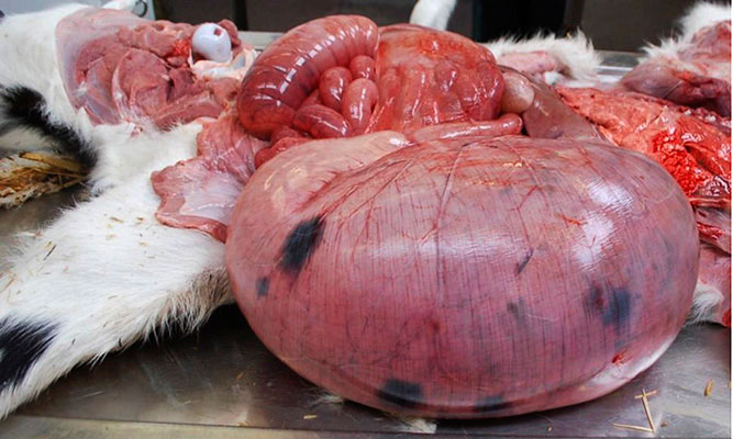 Figure 4. Marked distension of the abomasum.