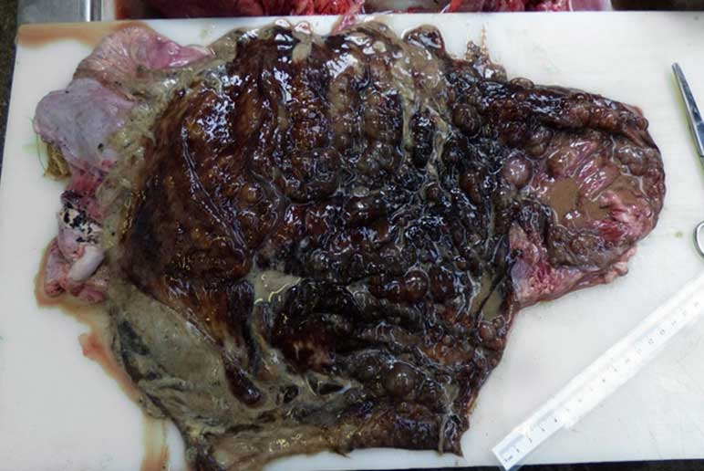Figure 5. Marked darkening and emphysema of the abomasal mucosa is commonly seen.