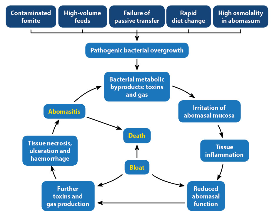 Figure 9. The five most common aetiologies leading to the development of bloat and abomasitis.