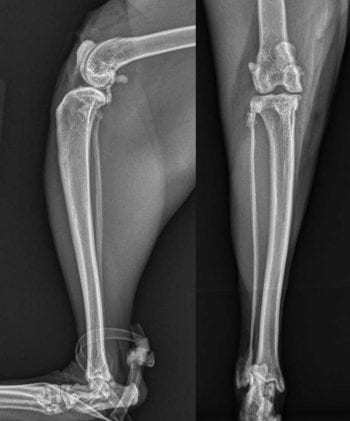 Figure 3. Mediolateral and caudocranial views of the left stifle postoperatively demonstrating removal of the majority of the mineralised material from within both the joint and the joint capsule. 