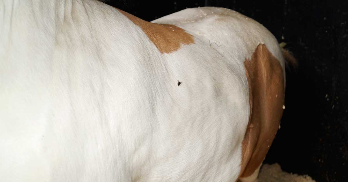 Figure 1. Large SC fat deposits in a generally obese native horse.