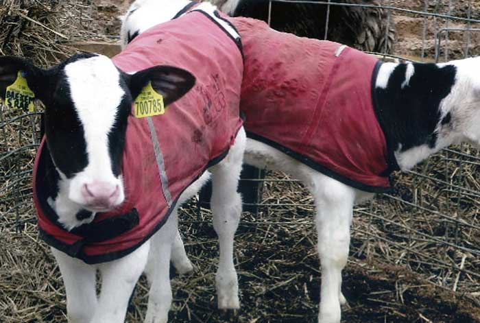 Figure 3. Calves wearing calf jackets or coats.