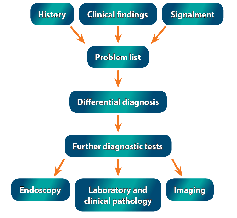 Figure 1. Schematic demonstrating the approach to a case of coughing in an adult horse.