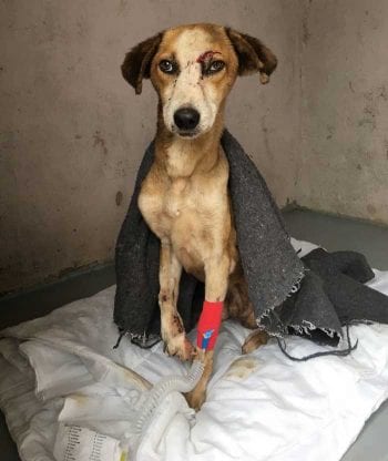 Ellie Paton cared for dogs injured in panga knife attacks, and for others that had sustained injuries through fights or after having been burned.