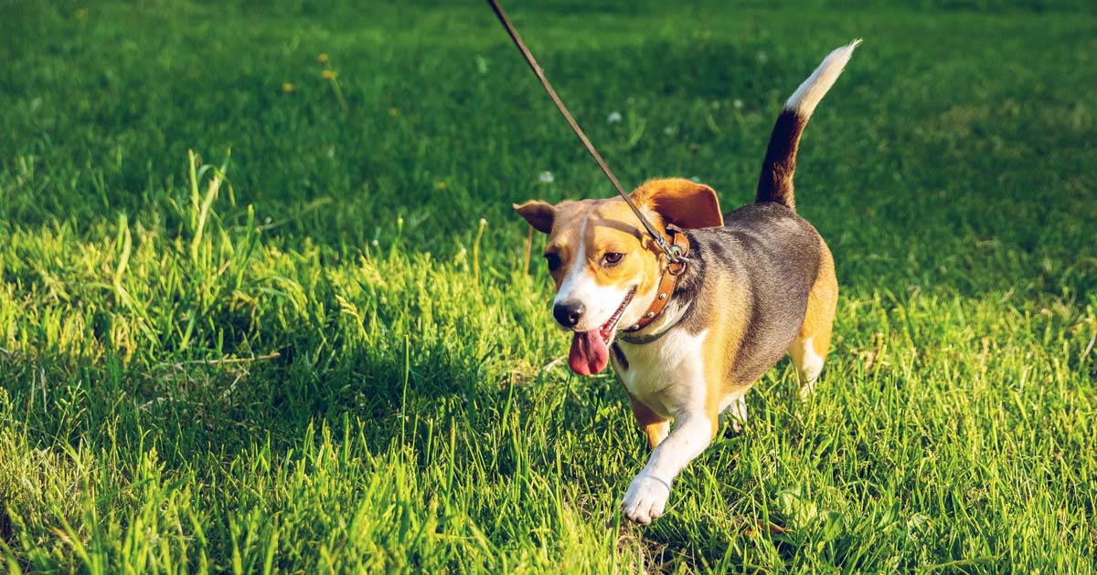 Figure 1. Low impact, short, regular training sessions lead walking on soft terrain is the most beneficial to OA dogs.